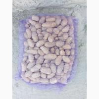 Продаж насіння картоплі сорту Гранада, калібр 30-50, крупний опт