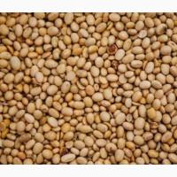 Закуповуємо половинки сої - стабільно та вигідно