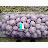 Продам картоплю сортів Берніна, Журавінка 8, 00 грн/кг