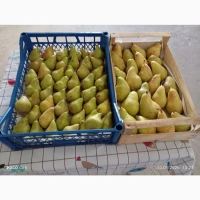 Продам грушу Нояберська