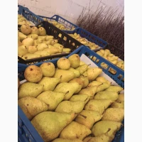 Продам грушу Нояберська