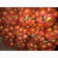 Продам цибулю опт