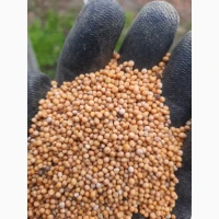 Насіння гірчиці першої репродукції (жовта)