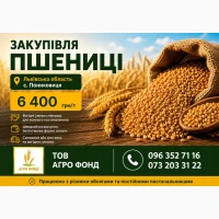 Закупівля пшениці, купуємо пшеницю, пшениця в великих обсягах