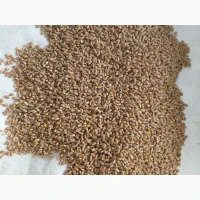 Продам пшеницю Ошава 1репродукції дворучка