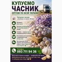 Куплю часник будь які обʼєми по всій Україні