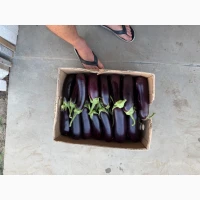 Продам баклажан