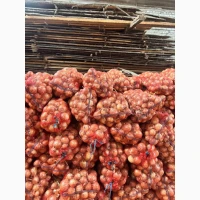 Продам цибулю