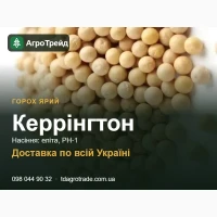 Горох ярий Керрінгтон - насіння еліта, РН-1