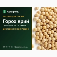 Продам насіння ярого гороху - Астронавт, Есо, КВС Хамелеон