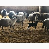 Продам овец Романовской породы с сопровождением бизнеса, бараны-производители, молодняк