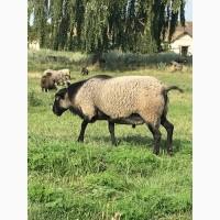 Продам овец Романовской породы с сопровождением бизнеса, бараны-производители, молодняк