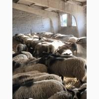 Продам овец Романовской породы с сопровождением бизнеса, бараны-производители, молодняк