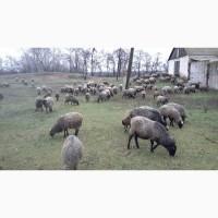 Продам овец Романовской породы с сопровождением бизнеса, бараны-производители, молодняк