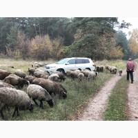 Продам овец Романовской породы с сопровождением бизнеса, бараны-производители, молодняк