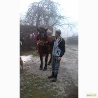 Продам робочого коня 4роки