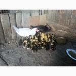 Мускусні качата