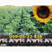 Сеялка СУПН-8 + модернизированная цена / продажа / Днепр