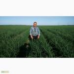 Продам чеснок, однозубка, воздушка