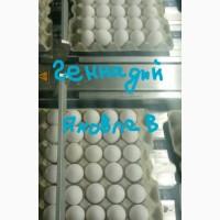 Продаем яйцо куриное С1. На экспорт Export eggs