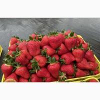 Саженцы клубники, малины, смородина, крыжовник, жимолость, кизил, ежевика