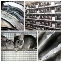 Семьи шиншилл для разведения