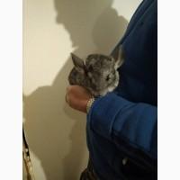 Продам шиншилл домашнего разведения
