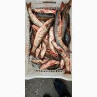 Продам пелингаса, тюлька бычки