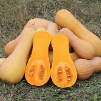 Продам насіння гарбуза арабатський