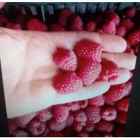 Продам оптом замороженную малина, сухую органическая малину