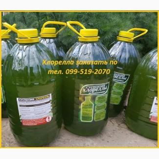 Хлорелла для водоемов и рыбных хозяйств
