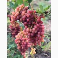 Продам виноград с поля