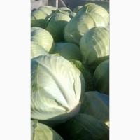 Продам высококачественную белокочанную КАПУСТУ (сорт золтон)