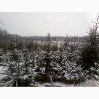 Ялина колюча picea pungens, різних відтінків, в грунті, ель колючая