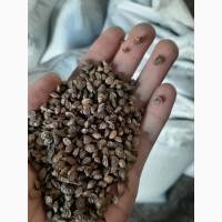 Продам насіння Еспарцету