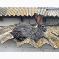 Кролики фландр