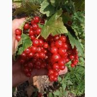 Продам червону смородину (порічку)