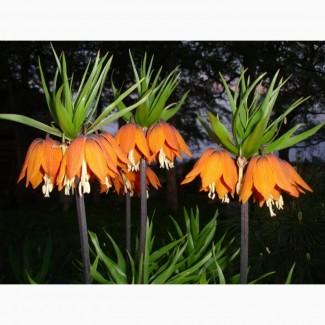 Фритиллярия Imperialis Rubra (луковица)