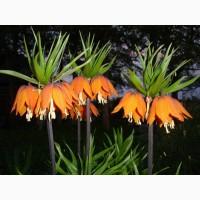 Фритиллярия Imperialis Rubra (луковица)