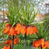 Фритиллярия Imperialis Rubra (луковица)