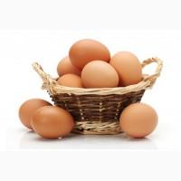 Закупаем яйца