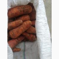 Продам свеклу и морковь