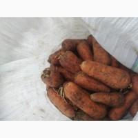 Продам свеклу и морковь