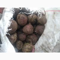 Продам свеклу и морковь