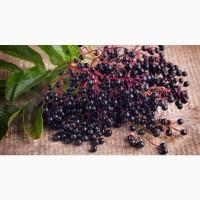 Куплю бузину оптом