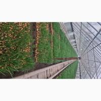 Зелена цибуля перо лука продам