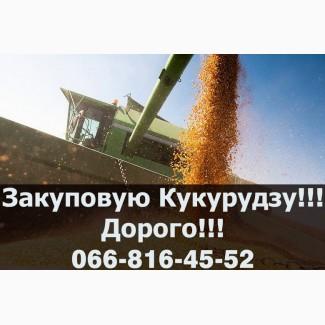 Підприємство купляє Кукурудзу великим оптом!Оплата на вагах!Є зберігання