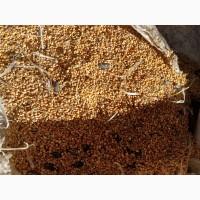 Продам просо 7 грн/кг