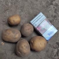 Насінева Арізона, Сюзанна