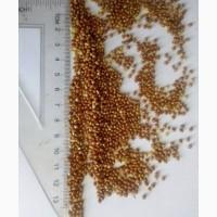 Продадим Семена ПРОСО / Просо посівне